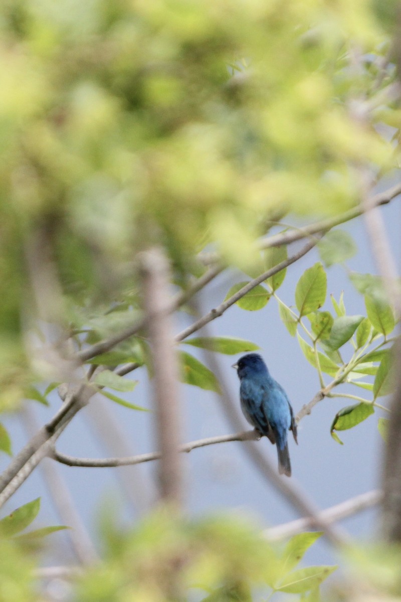 Indigo Bunting - ML620518231