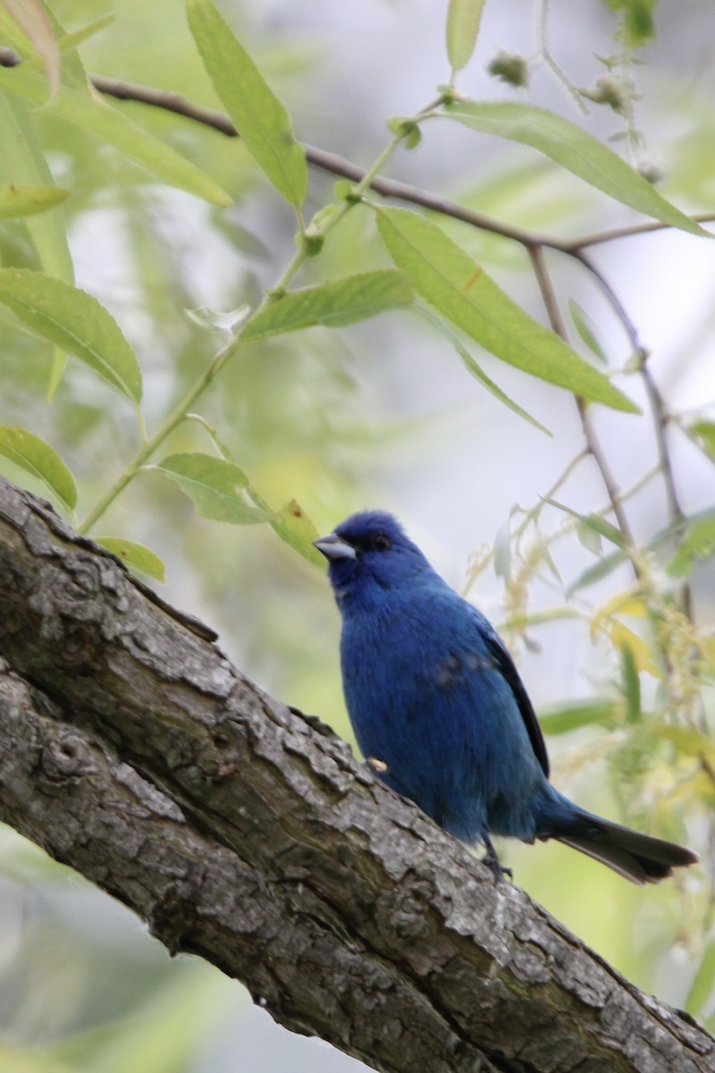 Indigo Bunting - ML620518236