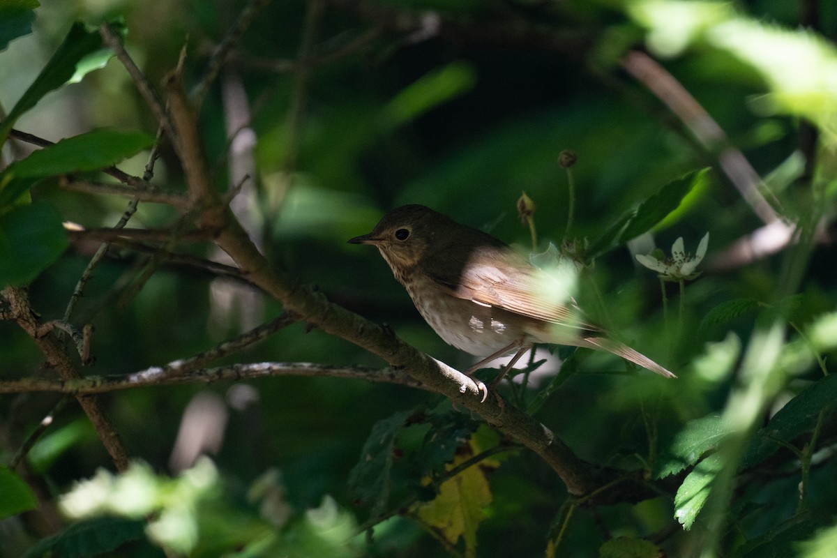 Swainson's Thrush - ML620518238