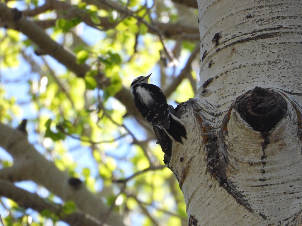 Downy Woodpecker (Rocky Mts.) - ML620518240