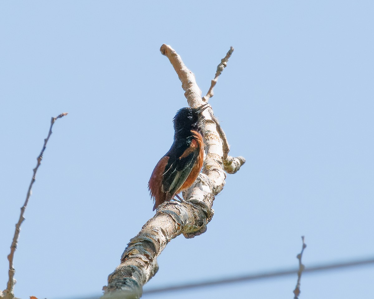 Orchard Oriole - ML620518242