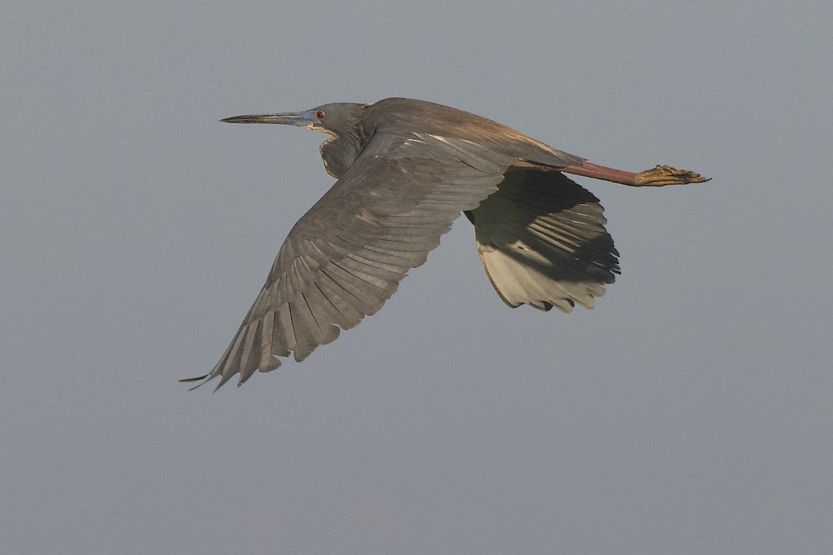 Tricolored Heron - ML620518248