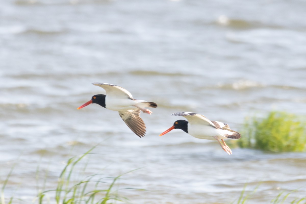 American Oystercatcher - ML620518254