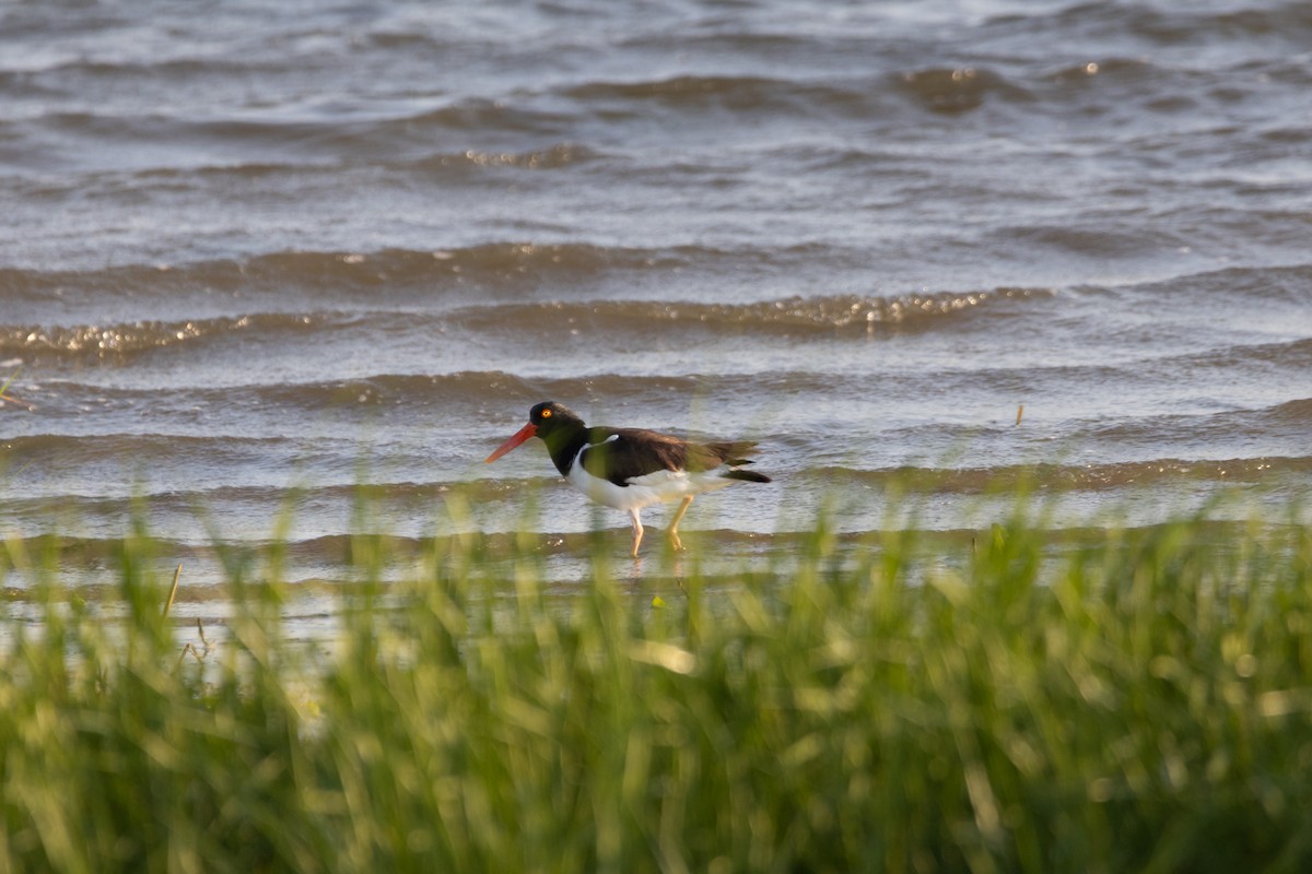 American Oystercatcher - ML620518255