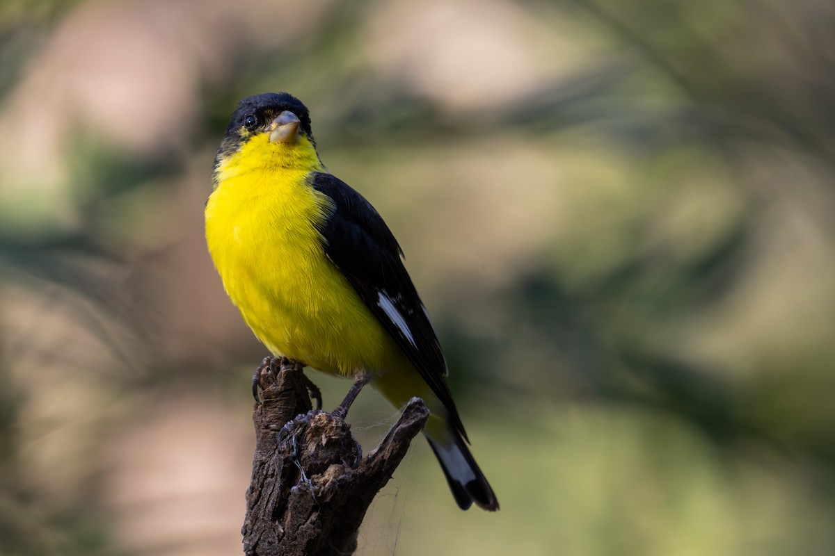 Lesser Goldfinch - ML620518258