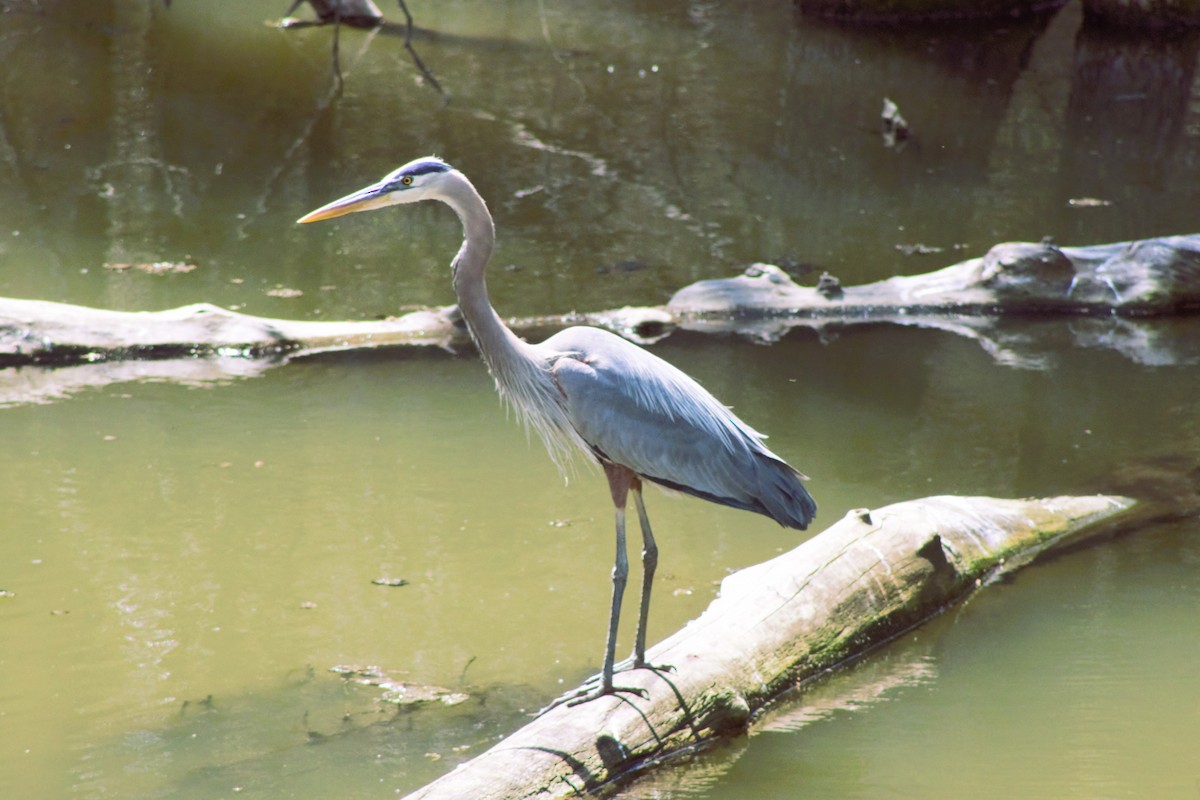 Great Blue Heron - ML620518261