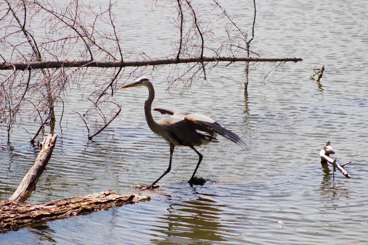 Great Blue Heron - ML620518262