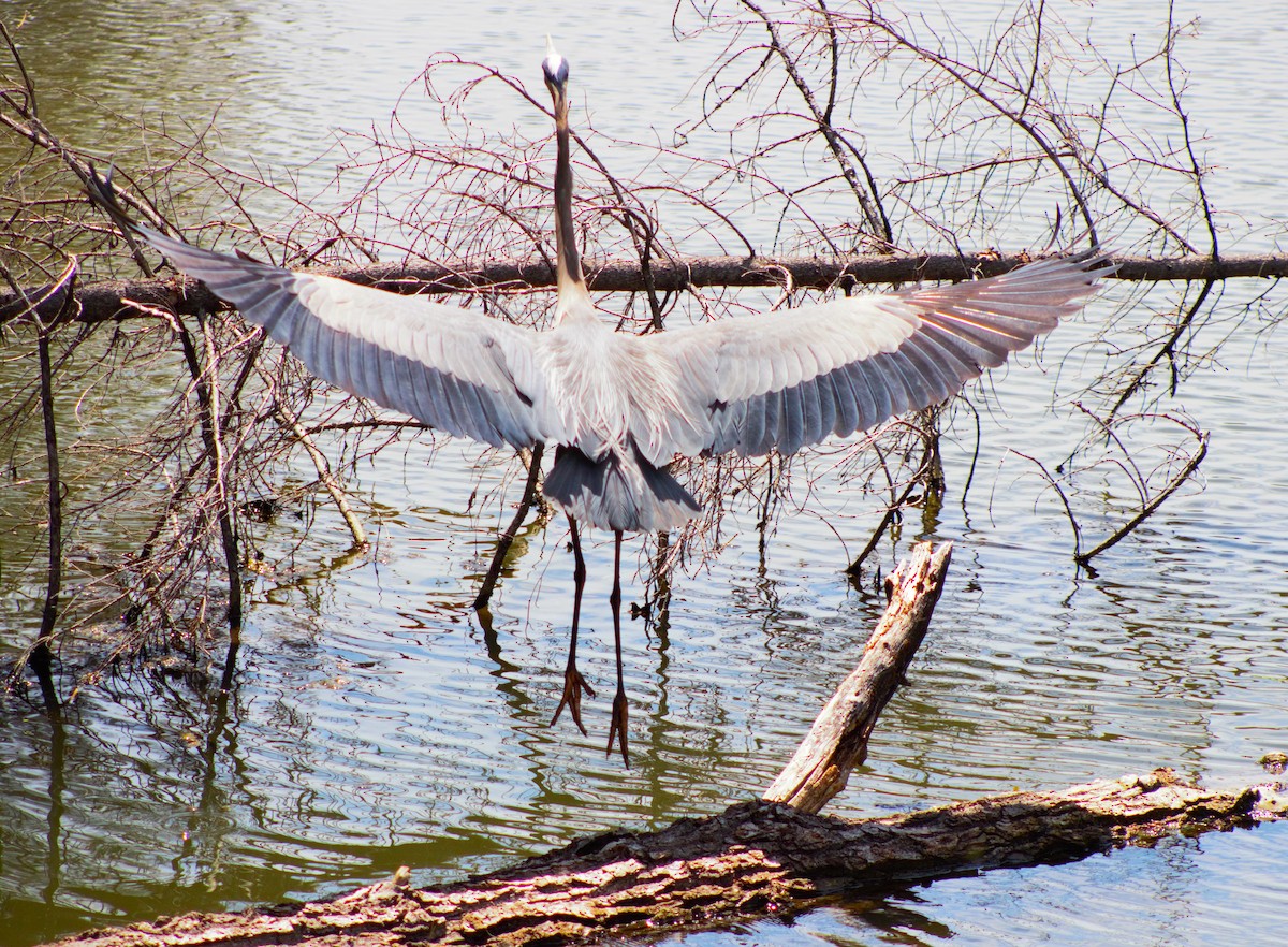 Great Blue Heron - ML620518263