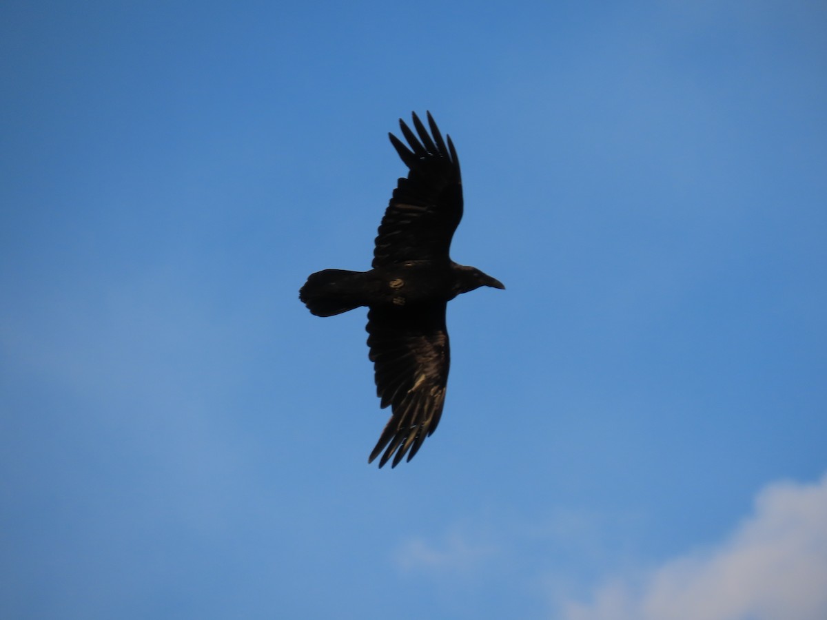 Common Raven - ML620518265