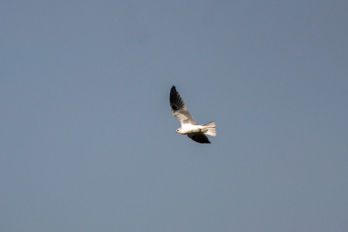 White-tailed Kite - ML620518266