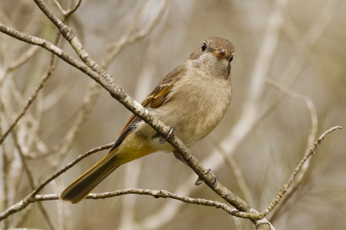 Golden Whistler - ML620518273