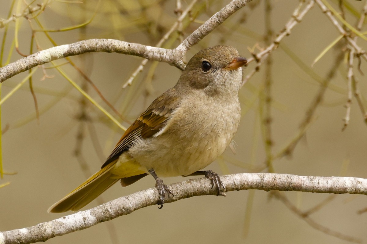 Golden Whistler - ML620518275