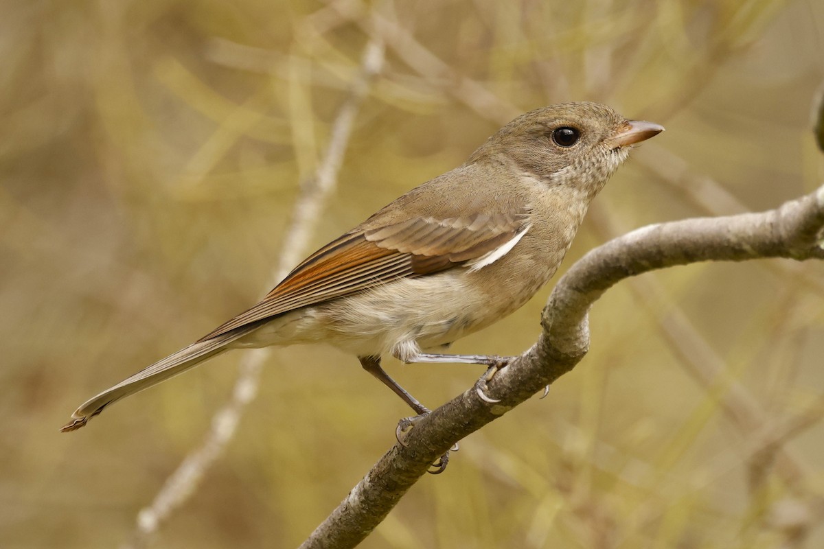 Golden Whistler - ML620518276