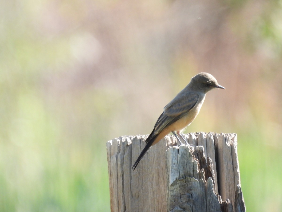 Say's Phoebe - ML620518277