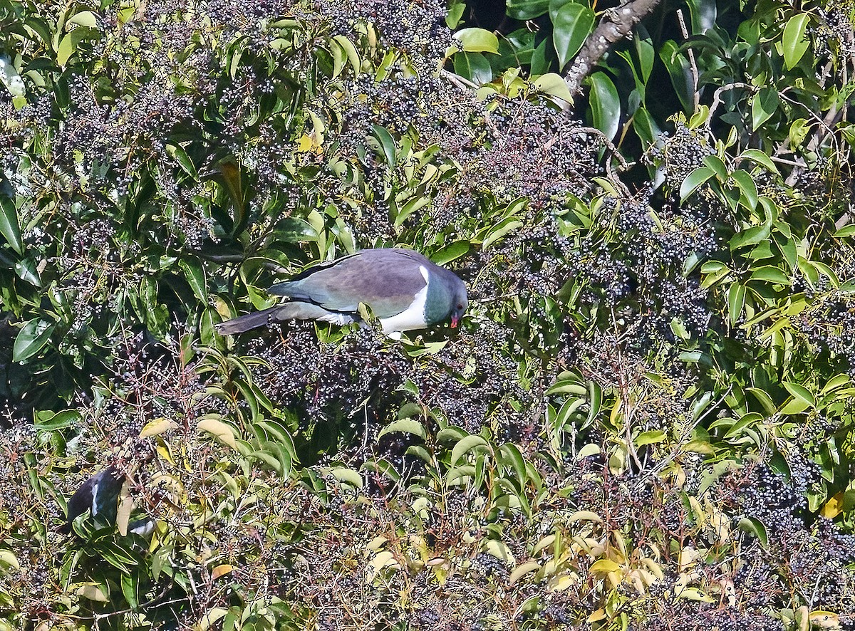 New Zealand Pigeon - ML620518279