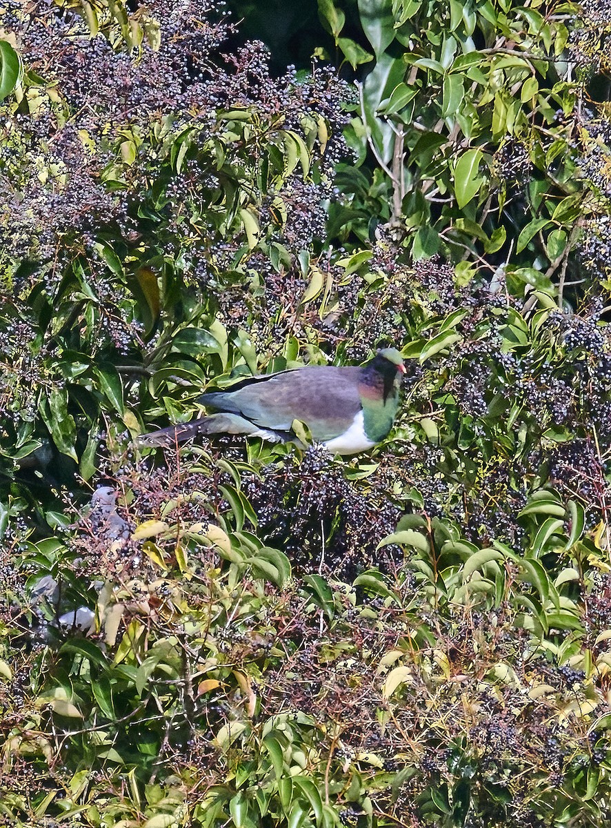 New Zealand Pigeon - ML620518280