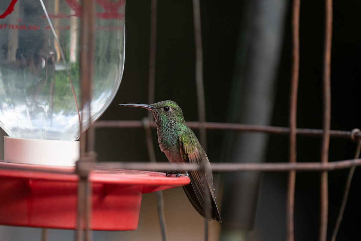 Berylline Hummingbird - ML620518285