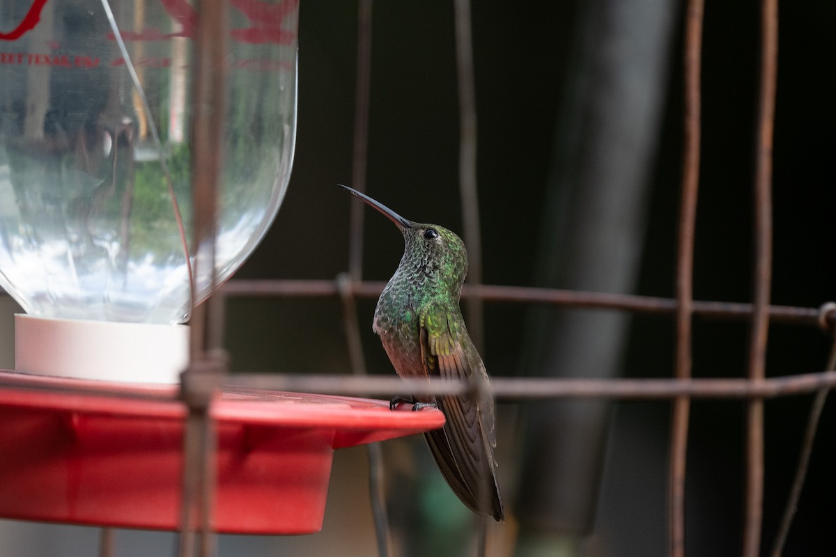 Berylline Hummingbird - ML620518286