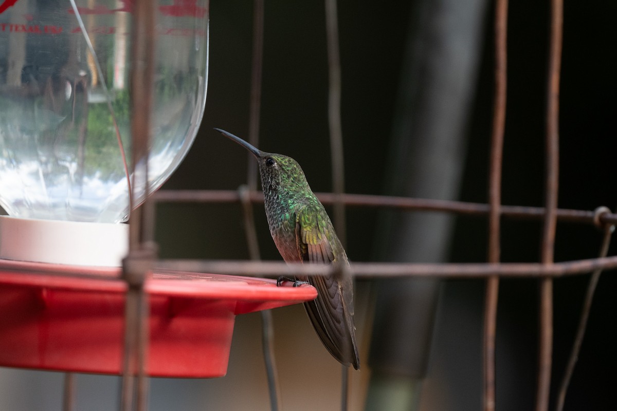 Berylline Hummingbird - Suzy Deese