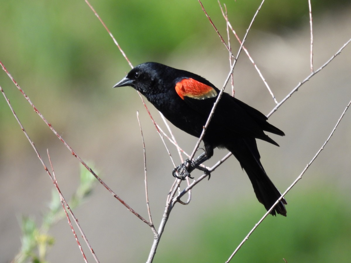 Red-winged Blackbird - ML620518291