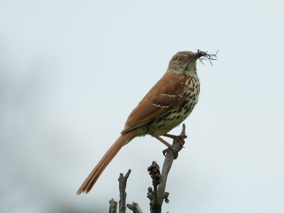 Brown Thrasher - ML620518292