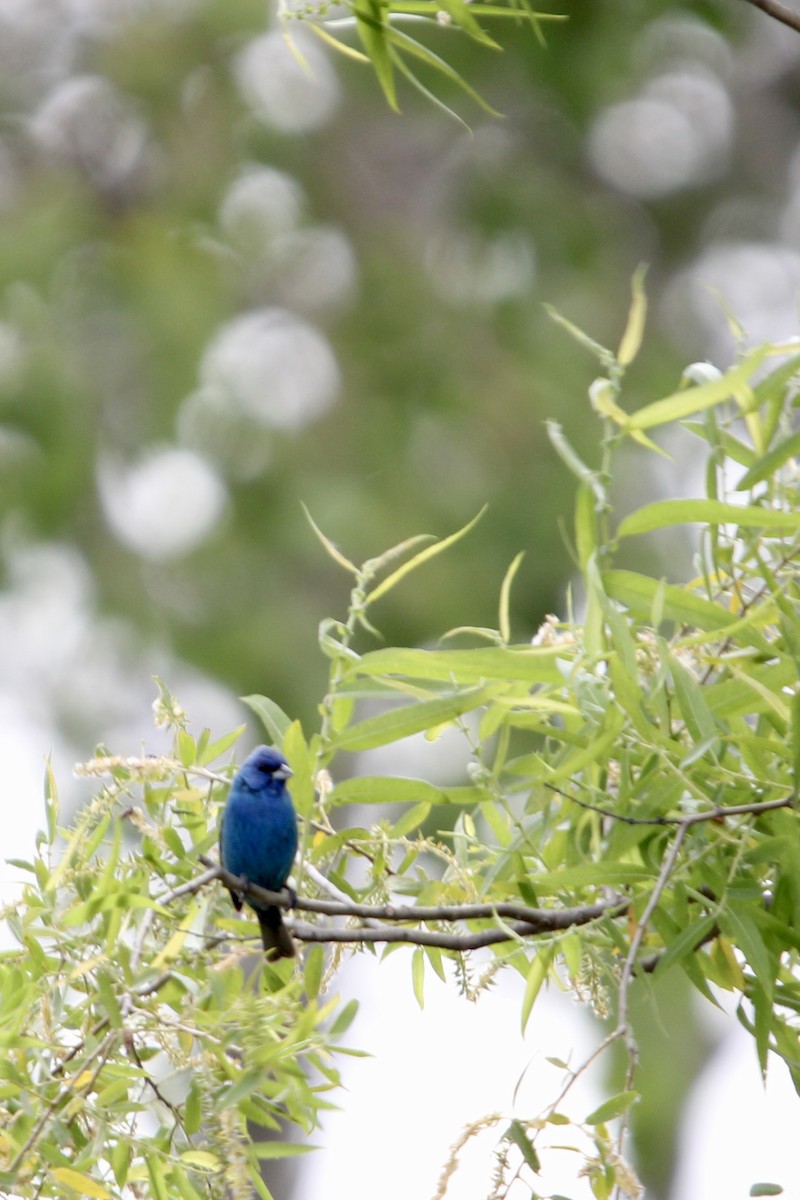 Indigo Bunting - ML620518296