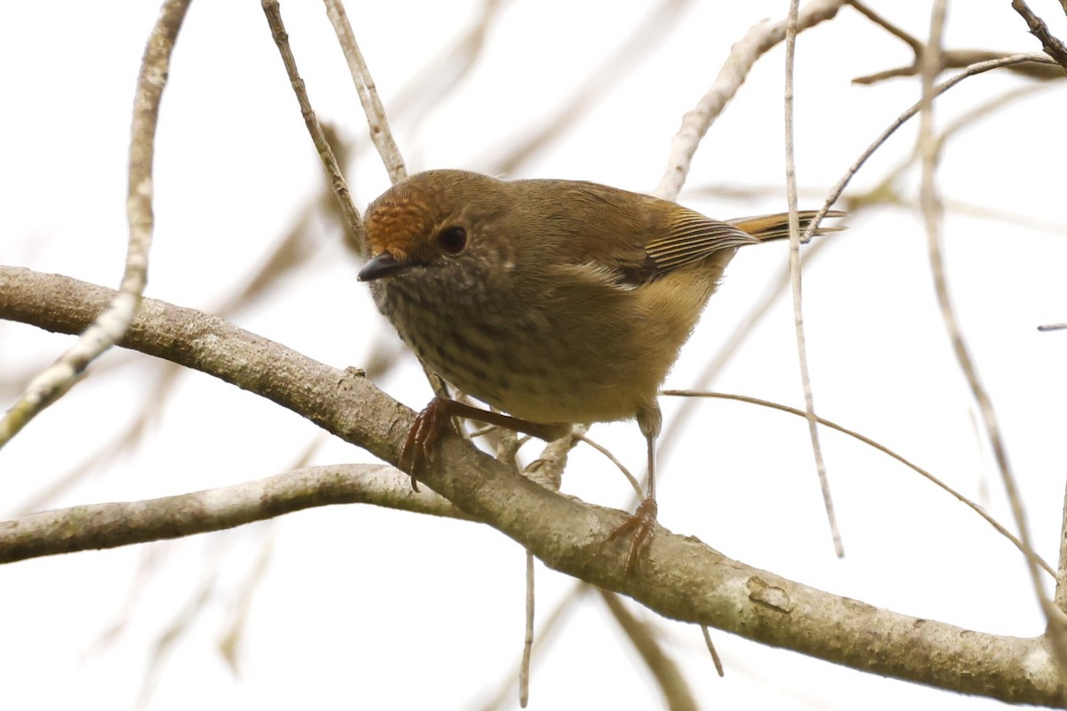 Brown Thornbill - ML620518306