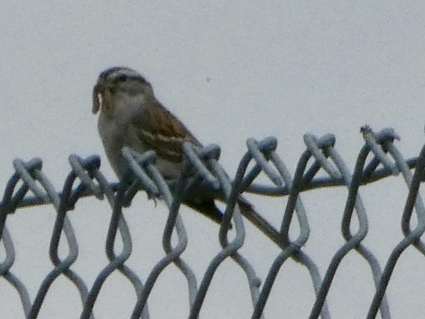Chipping Sparrow - ML620518311