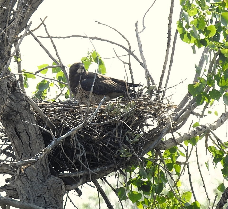 Swainson's Hawk - ML620518314