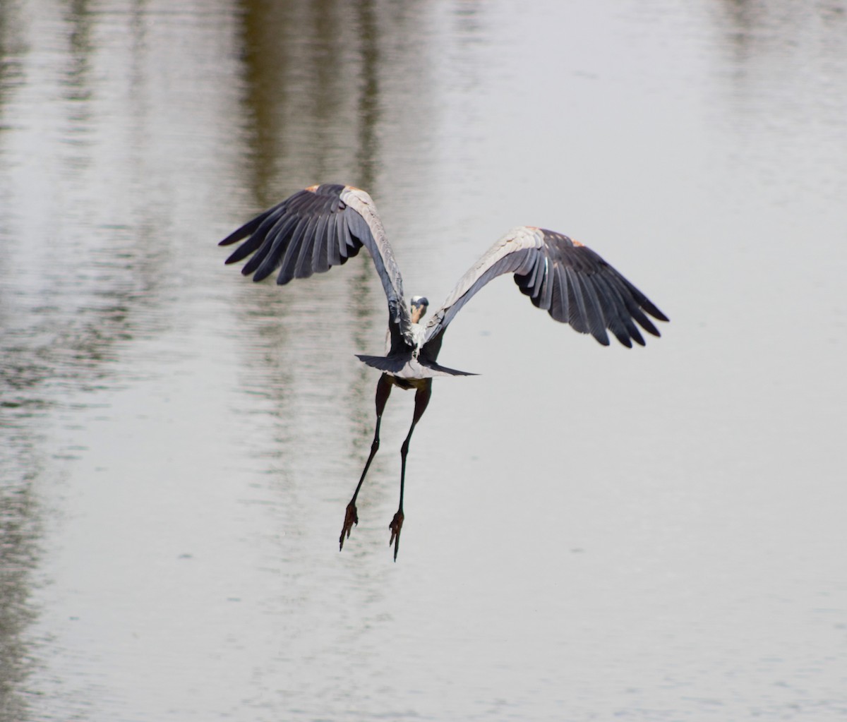 Great Blue Heron - ML620518315