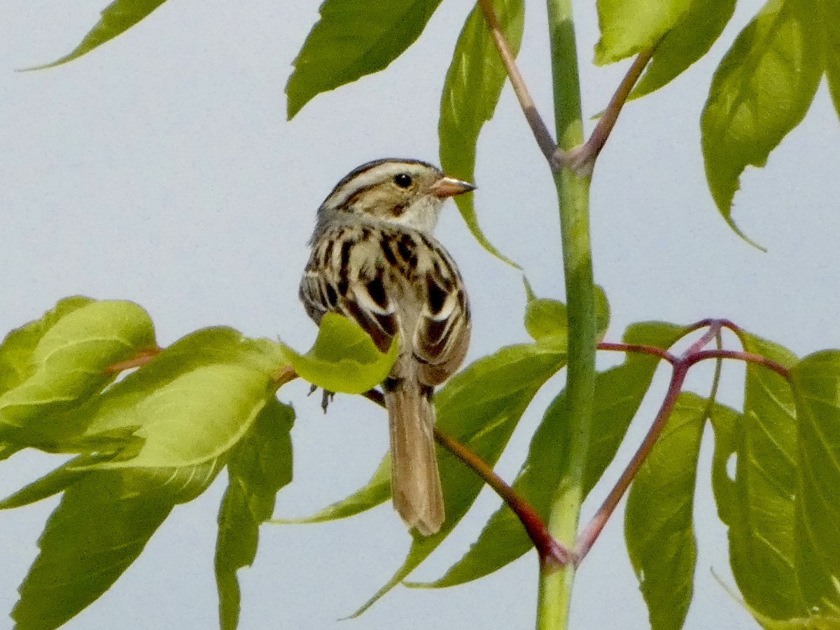 Clay-colored Sparrow - ML620518319