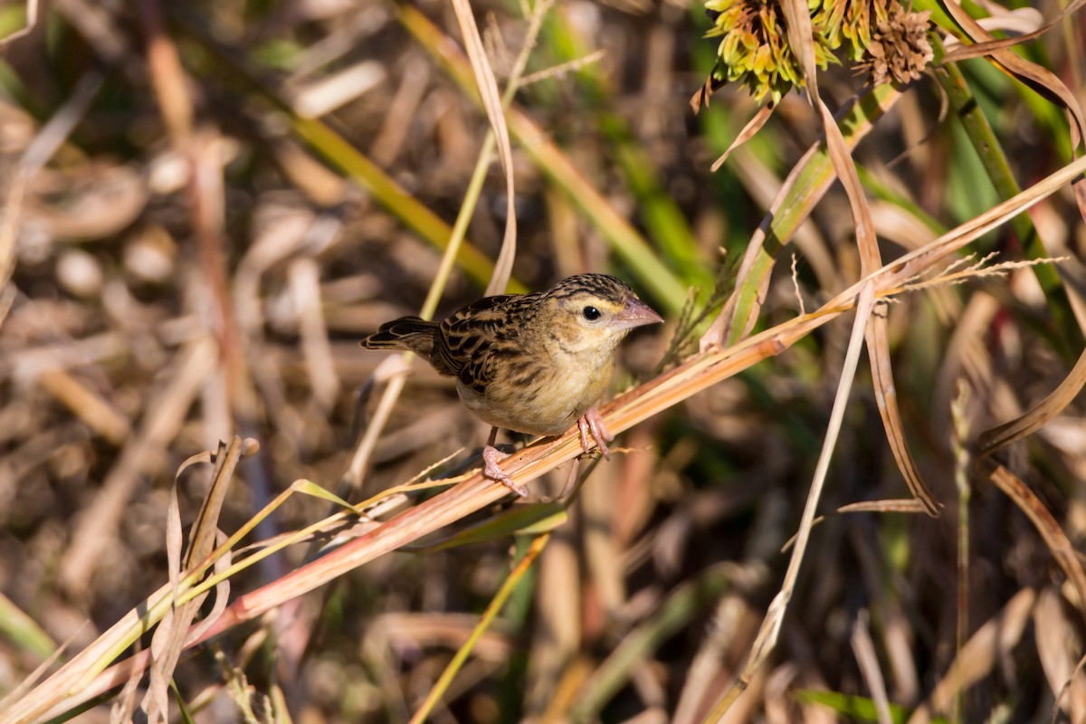 Northern Red Bishop - ML620518321