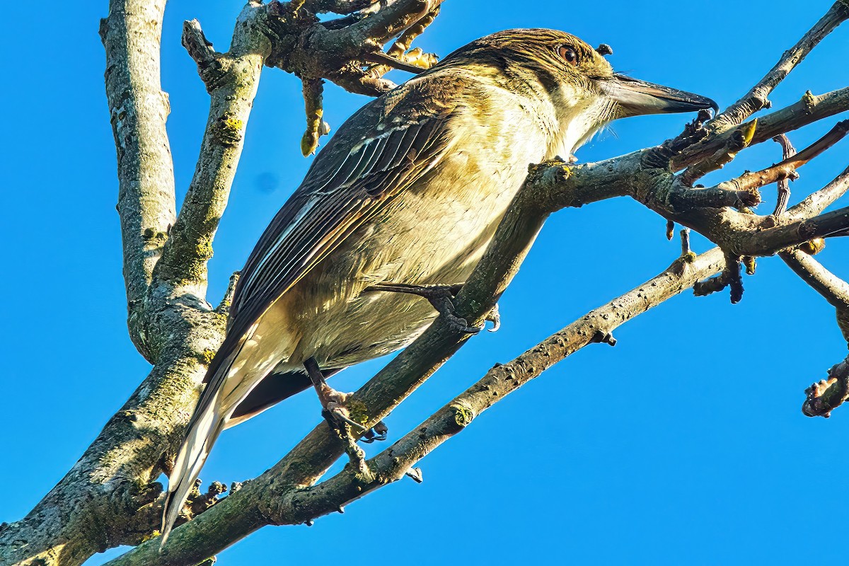 Gray Butcherbird - ML620518322