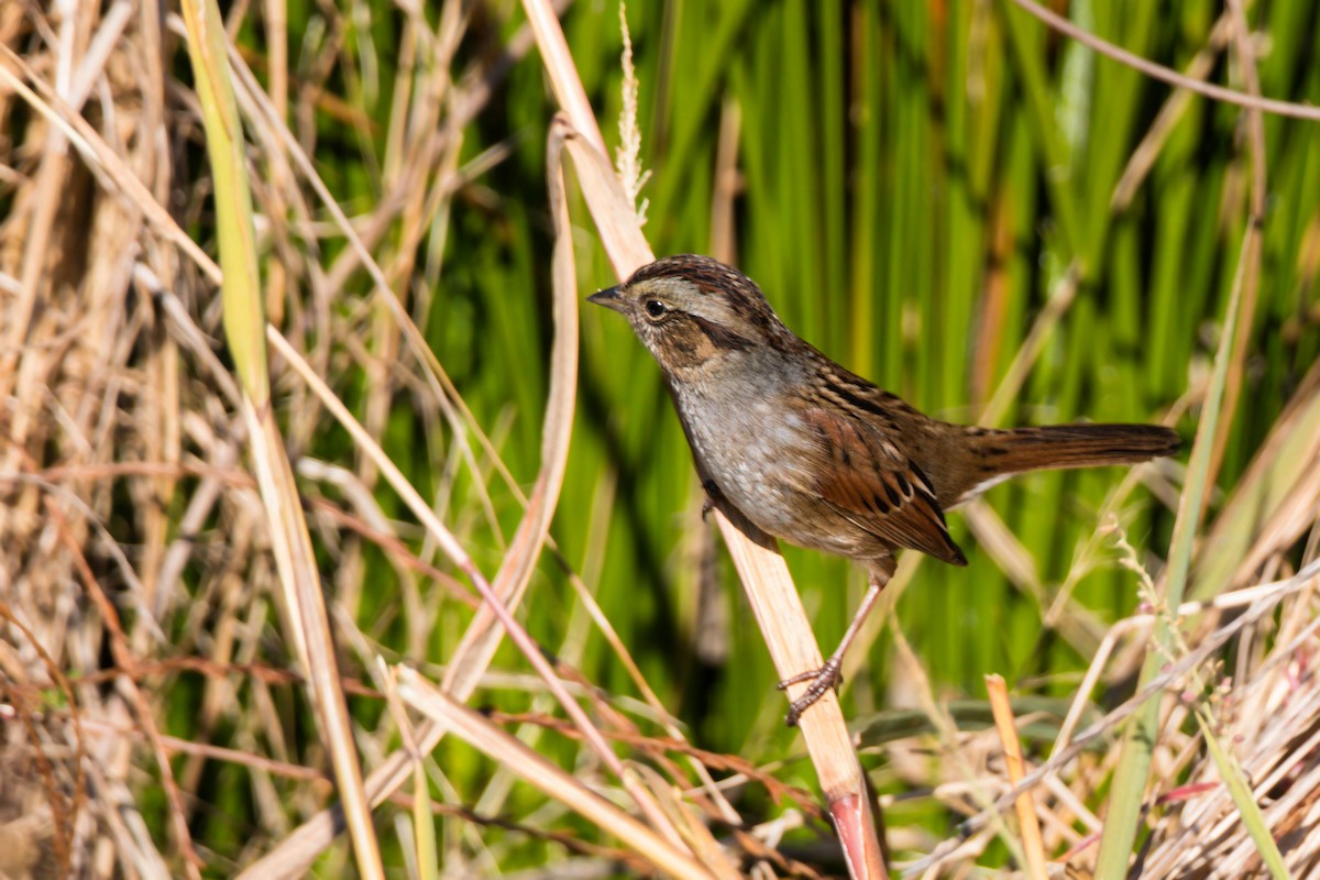 Swamp Sparrow - ML620518323