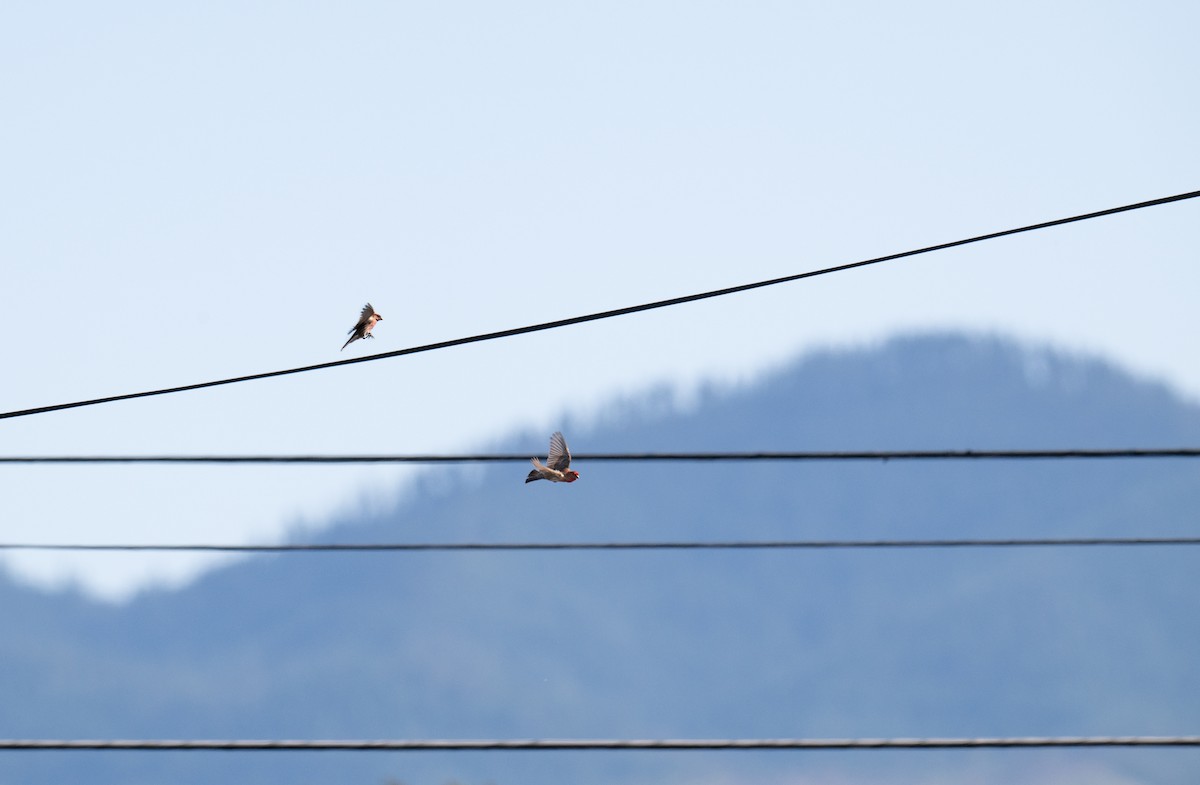 House Finch - ML620518324