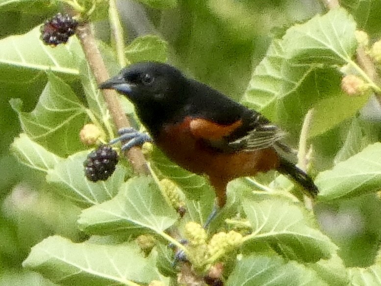 Orchard Oriole - ML620518325