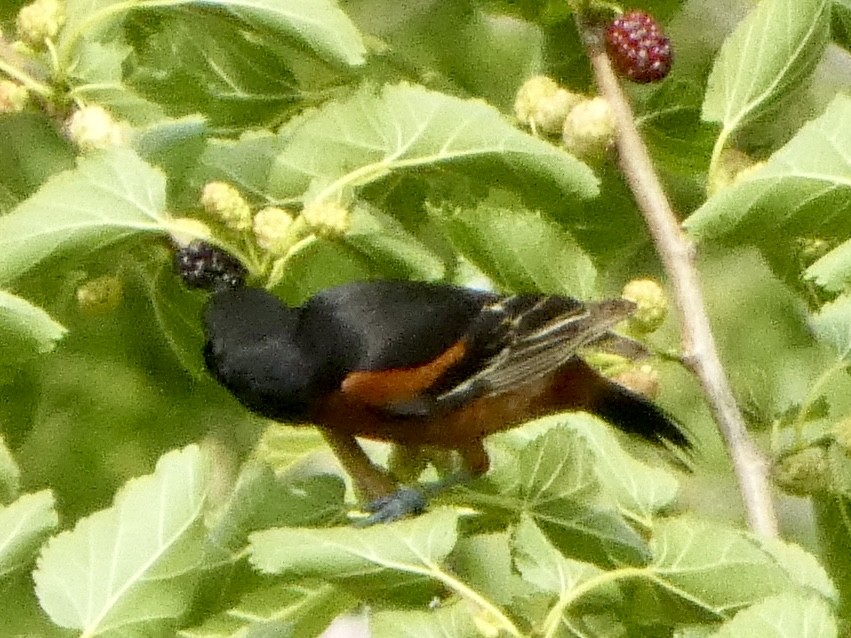 Oriole des vergers - ML620518326