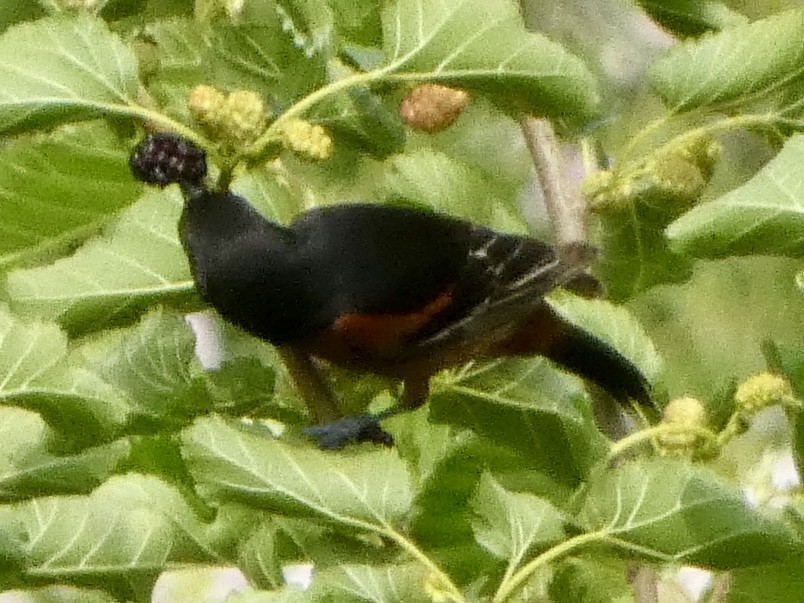 Orchard Oriole - Paul Weier & Jennifer Schulz