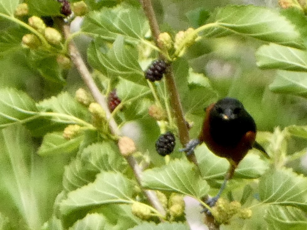 Orchard Oriole - ML620518328