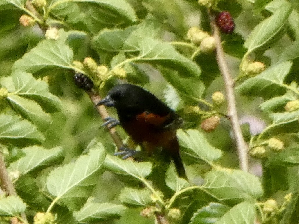 Orchard Oriole - ML620518330