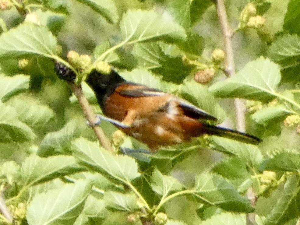 Orchard Oriole - ML620518331