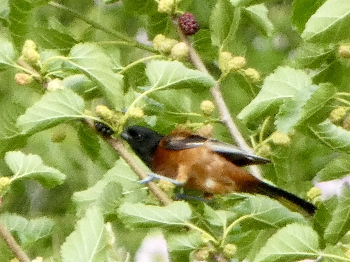 Orchard Oriole - ML620518332