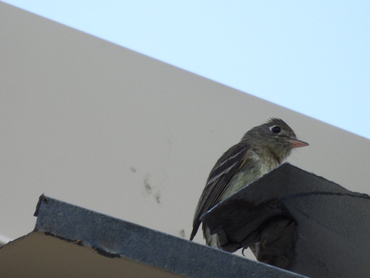 Western Flycatcher - ML620518333