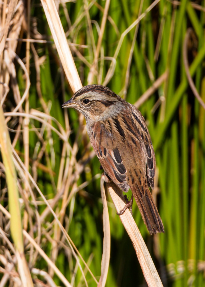Swamp Sparrow - ML620518336
