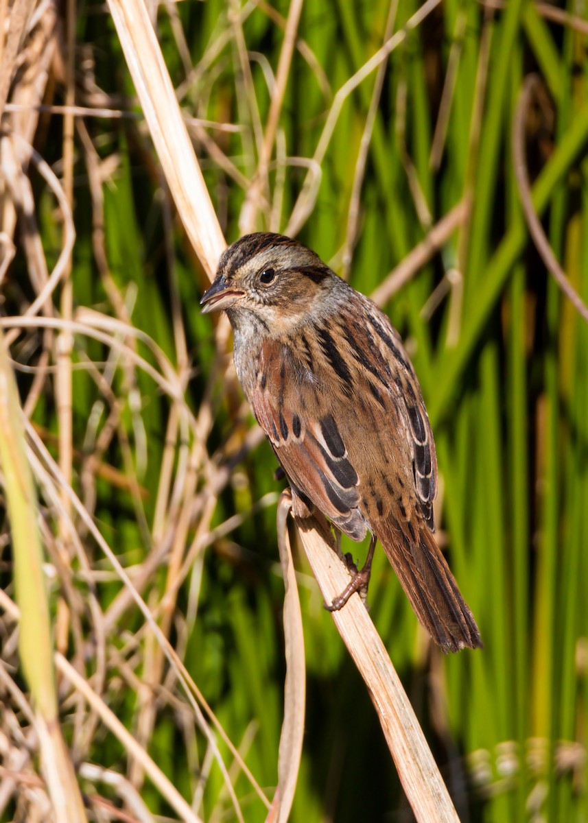 Swamp Sparrow - ML620518338