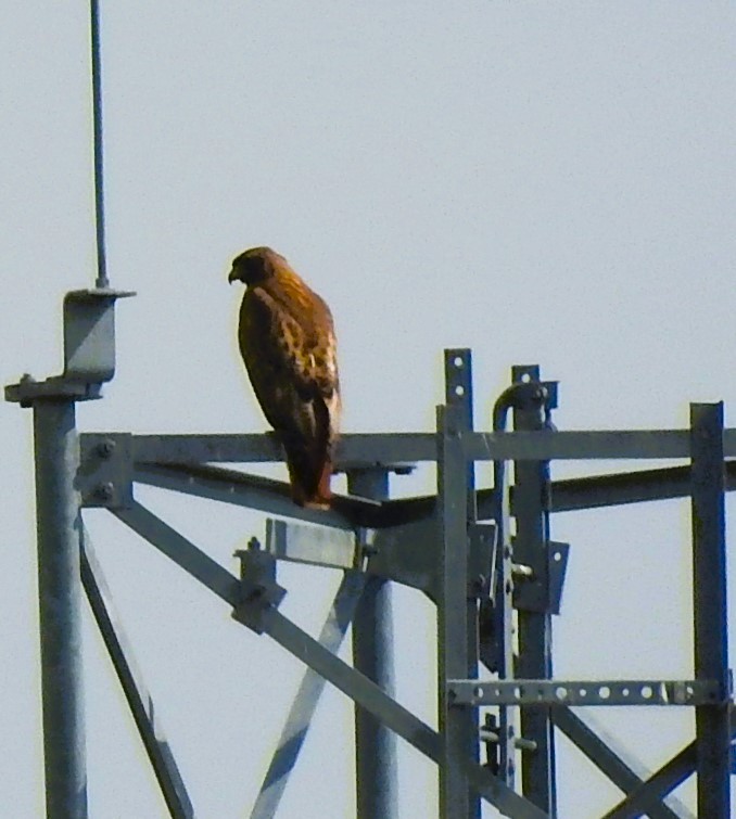Red-tailed Hawk - ML620518343