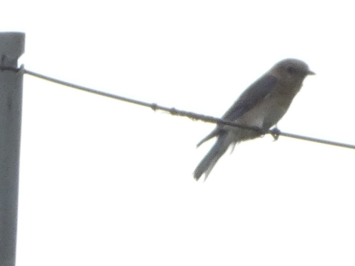 Eastern Bluebird - ML620518347