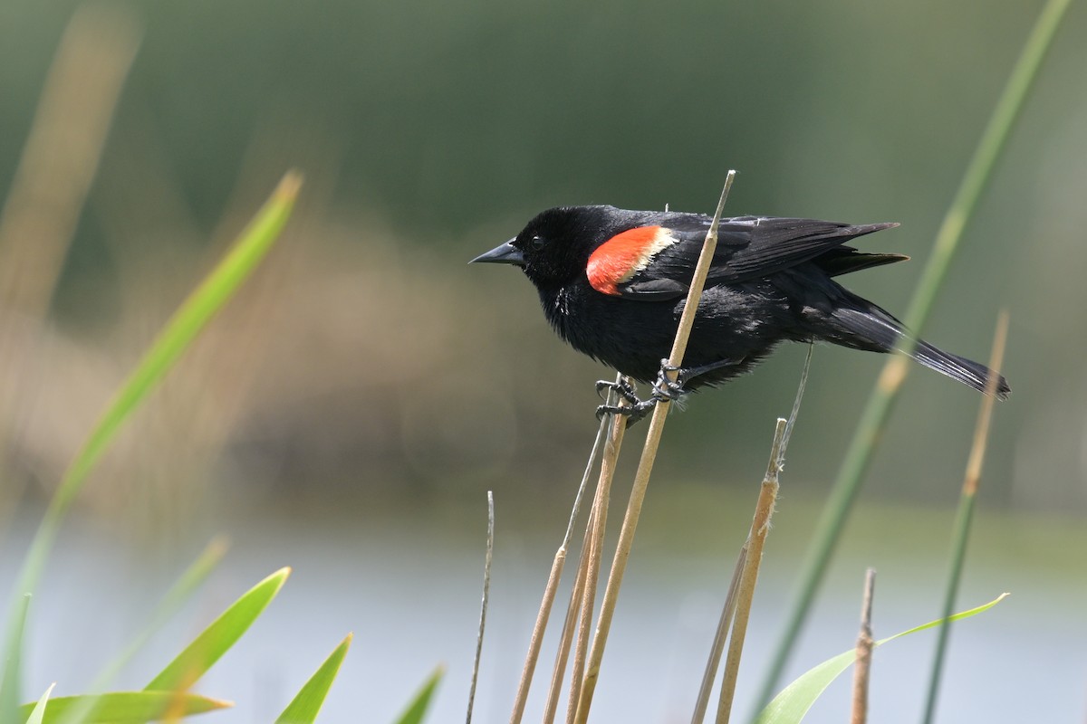 Red-winged Blackbird - Harald Nagel
