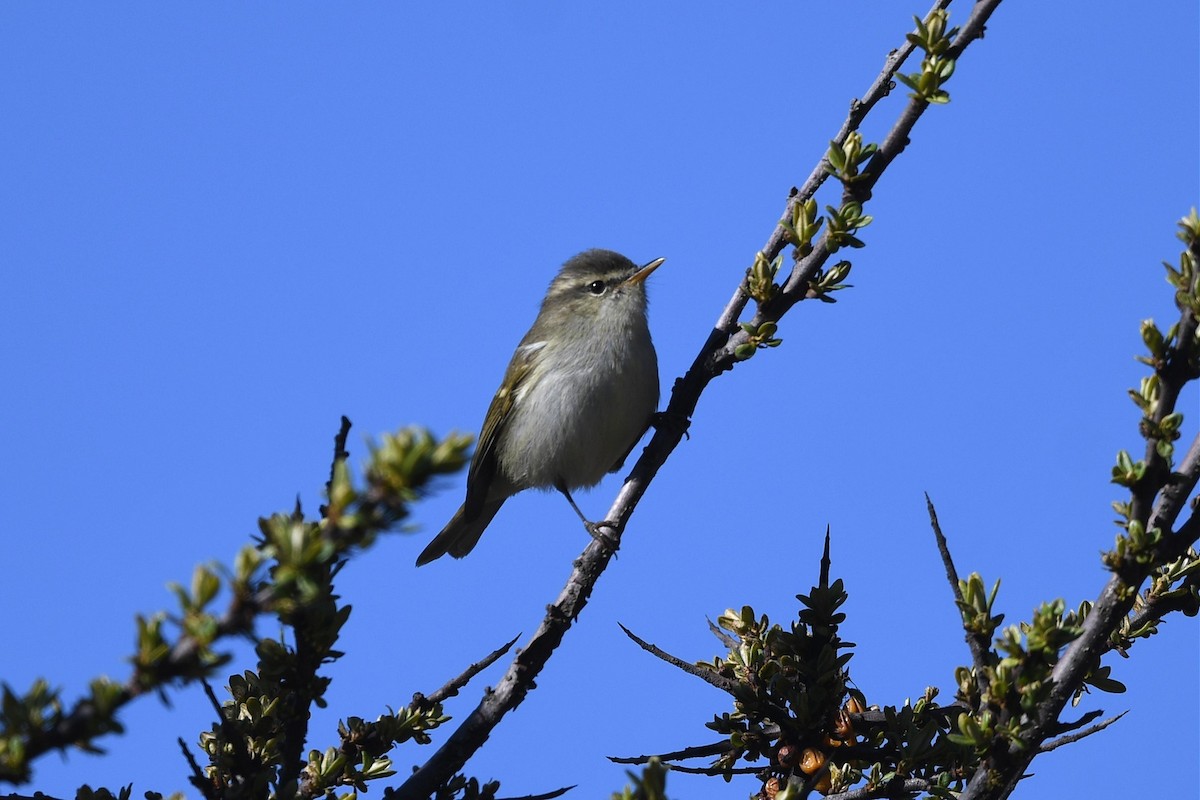 Greenish Warbler - ML620518349