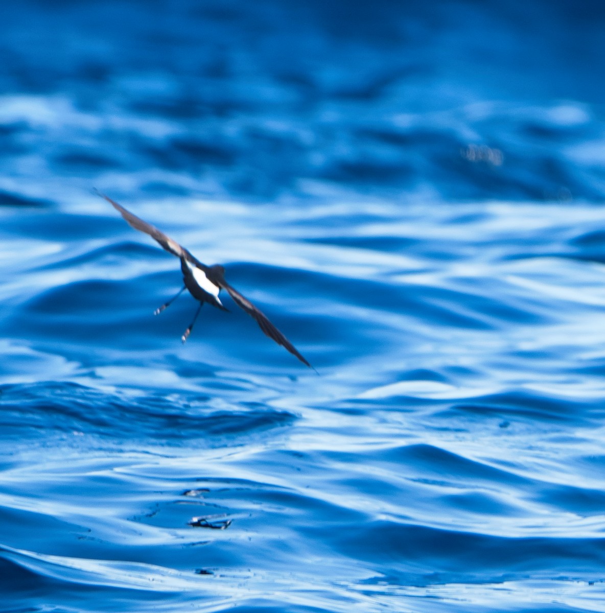 Wilson's Storm-Petrel - ML620518351